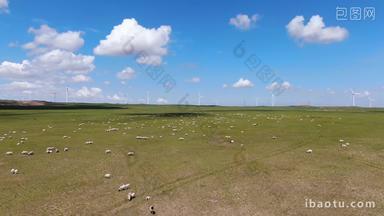 内蒙古草原羊群